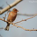 William Chaffinch Photo 4