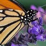 Shelly Long Photo 29