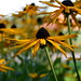 Susan Barrows Photo 18