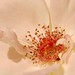 Walter Rose Photo 42