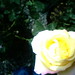 Rose Mcmahan Photo 15