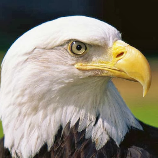 Debra Bradley Photo 41