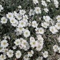 Syeda Khanam Photo 6