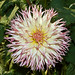 Elizabeth Friday Photo 14