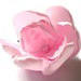 Opal Rose Photo 19