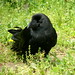 Bill Crow Photo 22