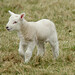 Steve Lamb Photo 43
