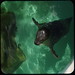 April Seal Photo 19