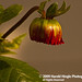 Harold Green Photo 43