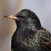 Michael Starling Photo 20