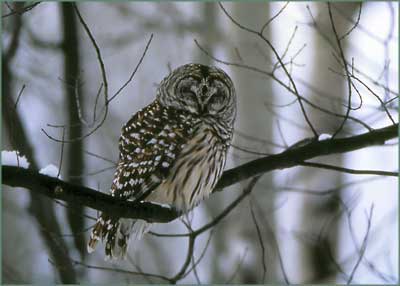 Cheryl Farley Photo 26