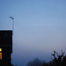 Dawn Birdsong Photo 8