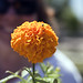 Ann Plant Photo 9