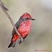 Linda Vermillion Photo 10
