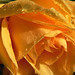 Julia Rose Photo 17