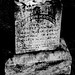 Marshall Maples Photo 10