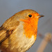 Robin Carr Photo 40