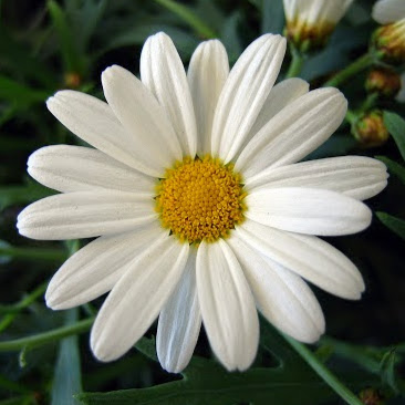 Margaret Allan Photo 11