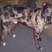 Rex Mccoy Photo 22