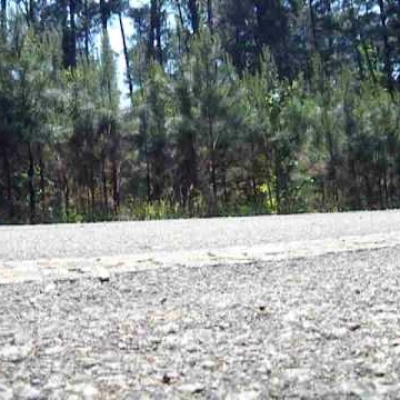 Lisa Trout Photo 9