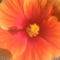 Debbie Westphal Photo 7