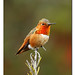 Allen Bird Photo 10