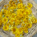 Marguerite Dye Photo 7