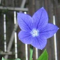 Debra Koenig Photo 18