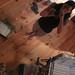Elizabeth Greenland Photo 10