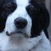 Judy Springer Photo 22