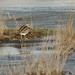 David Snipes Photo 35