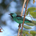 Richard Comstock Photo 20