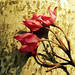 Robert Duarte Photo 40