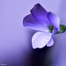 Andres Calderon Photo 30