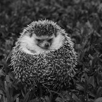 Mihai Nicolau Photo 11