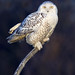 John Lowman Photo 52