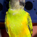 Kathleen Parrot Photo 2