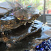 Robert Crafts Photo 2