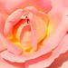 Walter Rose Photo 40