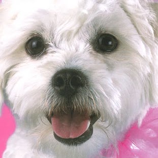 Ginger West Photo 27