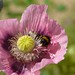 Carol Bee Photo 10