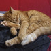 Thomas Couch Photo 44