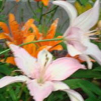 Susan Rouse Photo 22