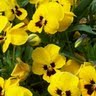 Margaret Ayers Photo 33
