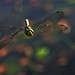 Tracey Bradley Photo 13