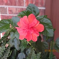 Barbara Mayfield Photo 25