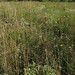 Deborah Dennis Photo 8
