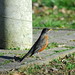 Robin Redmond Photo 4