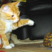 Carolyn Lien Photo 11
