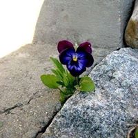 Julie Rawlins Photo 15